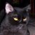 :iconbutterflly622: