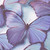 :iconbutterfly-editions: