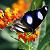 :iconbutterfly-flyx3: