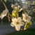 :iconbutterfly-in-harmony:
