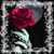 :iconbutterfly1991: