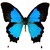 :iconbutterflyears: