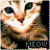 :iconbutterflyinaglass:
