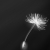 :iconbutterflyisland: