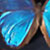 :iconbutterflykissesx3: