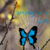:iconbutterflyonaweb: