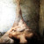 :iconbutterflyroom: