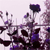 :iconbutterflys-eye: