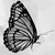 :iconbutterflywings2117:
