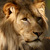:iconbuzzbee23: