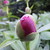 :iconbuzzman1: