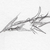 :iconbwabbit: