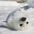 :iconbwabwaimagoat:
