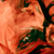 :iconbyokugantears: