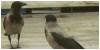 :iconc0rv1da3: