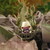 :iconc6x676: