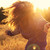 :iconc88maria: