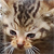 :iconc-edric: