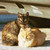 :iconc-herry: