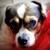 :iconc-pup: