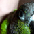 :iconc-thompson: