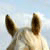 :iconcaballus: