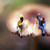 :iconcacheedanslaforet: