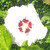 Cadfail :iconcadfail: