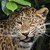 :iconcadungo: