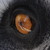 :iconcaelina-triumphera-7: