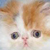 :iconcaffeinato: