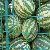 :iconCagedWatermelons: