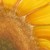:iconcaireann: