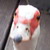:iconcairinamoschata: