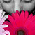 :iconcait-ish: