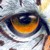 :iconcaiusart: