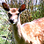 :iconcalamity-clayr:
