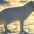 :iconcaleb-roy: