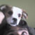 :iconcaleeb: