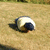 :iconcali-jaganshi:
