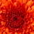:iconcalico456: