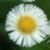 :iconCalico79: