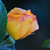 :iconCalifornia-66: