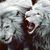:iconcaliforniagurll: