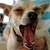 :iconcall-me-oz: