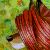 :iconcalliana: