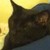 :iconcalliecat112: