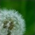 :iconcalliope13: