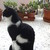 :iconcalliope6: