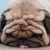 :iconcallmesally: